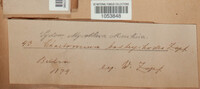 Collariella bostrychodes image